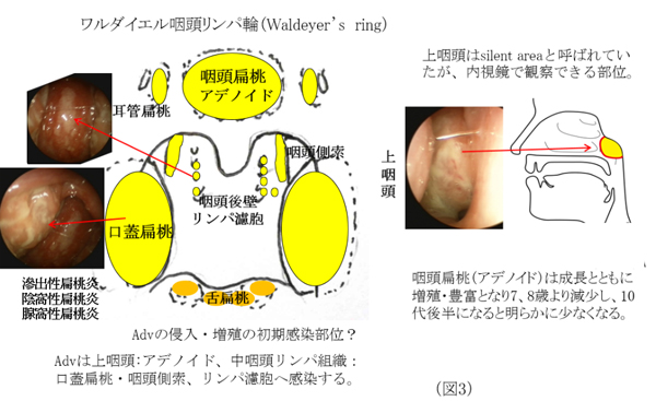 症状 子供 ウイルス アデノ アデノウイルスとは？